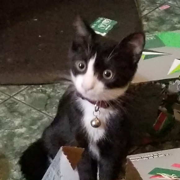 Meet your Posher, Elizabeth - Picture 15 of 16